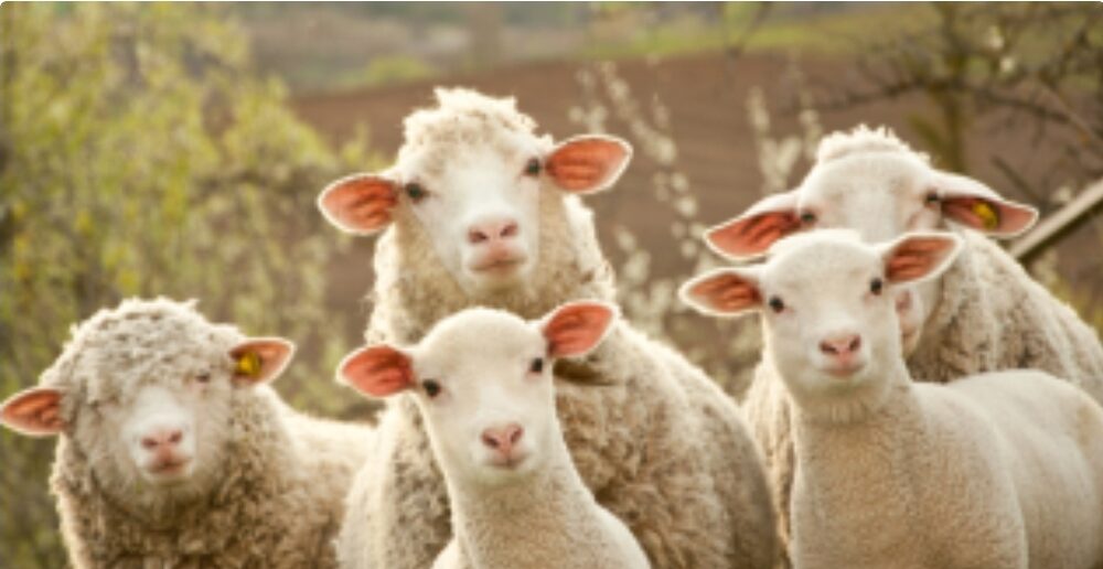 Ako sa správali zdrogované ovce? Spásli vyše 270 kíl konope, majiteľ neveril vlastným očiam