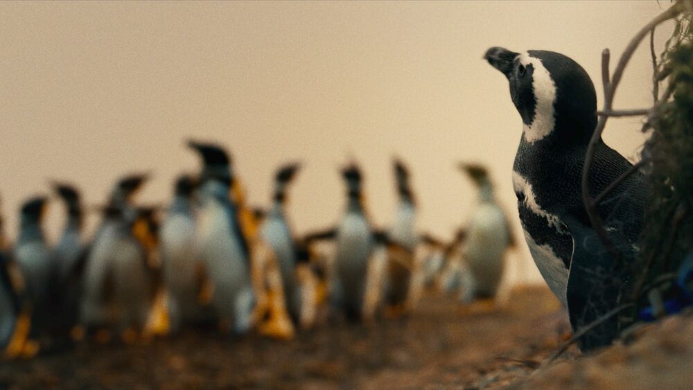 Na plátna kín prišiel výnimočný skutočný príbeh vo filme Môj kamarát tučniak 