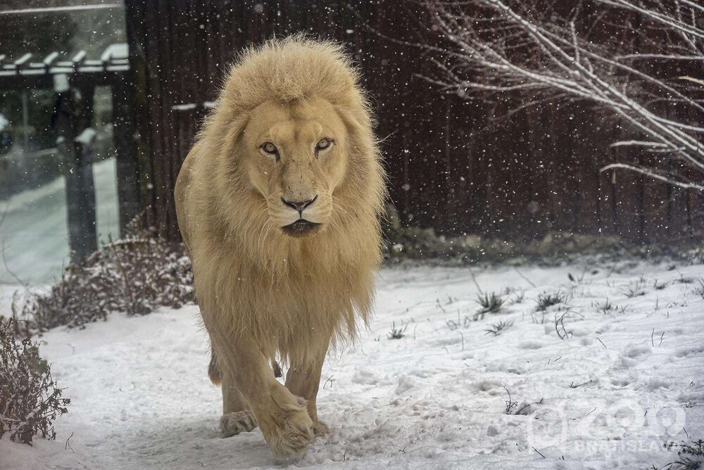 Bratislavská ZOO zatvorená kvôli extrémnej poľadovici!